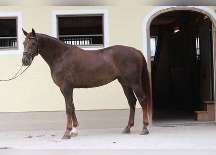 Deutsches Sportpferd, Stute, 3 Jahre, 175 cm, Dunkelfuchs