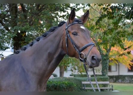 Deutsches Sportpferd, Stute, 3 Jahre, Dunkelbrauner