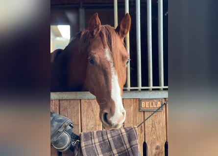 Deutsches Sportpferd, Stute, 4 Jahre, 155 cm, Fuchs