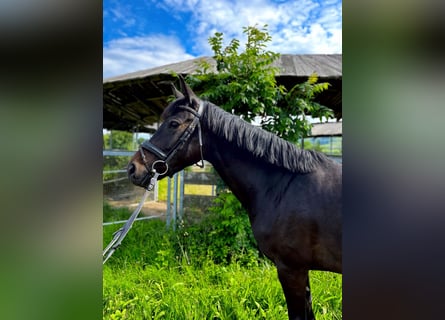 Deutsches Sportpferd, Stute, 4 Jahre, 158 cm, Schwarzbrauner