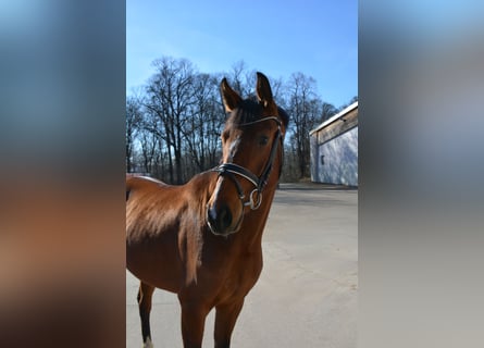 Deutsches Sportpferd, Stute, 4 Jahre, 159 cm, Brauner
