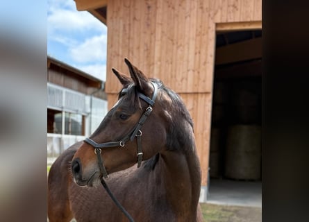 Deutsches Sportpferd, Stute, 4 Jahre, 160 cm, Brauner