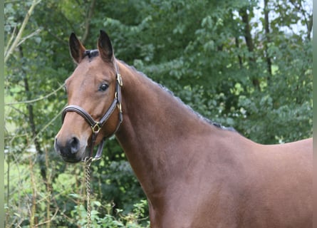 Deutsches Sportpferd, Stute, 4 Jahre, 160 cm, Brauner