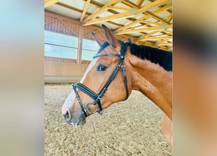 Deutsches Sportpferd, Stute, 4 Jahre, 160 cm, Hellbrauner