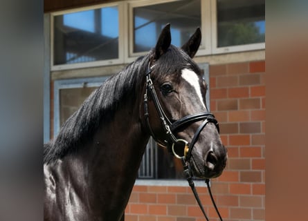 Deutsches Sportpferd, Stute, 4 Jahre, 162 cm, Schwarzbrauner