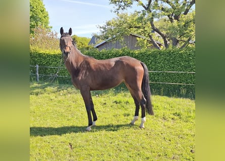 Deutsches Sportpferd, Stute, 4 Jahre, 163 cm, Brauner
