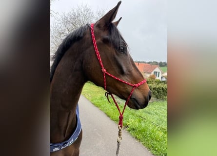 Deutsches Sportpferd, Stute, 4 Jahre, 163 cm, Dunkelbrauner