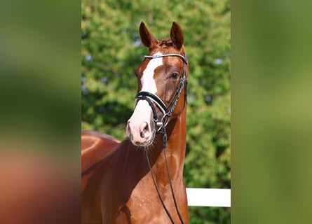 Deutsches Sportpferd, Stute, 4 Jahre, 163 cm, Fuchs