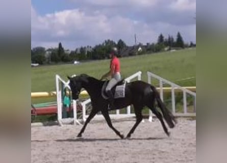 Deutsches Sportpferd, Stute, 4 Jahre, 163 cm, Rappe