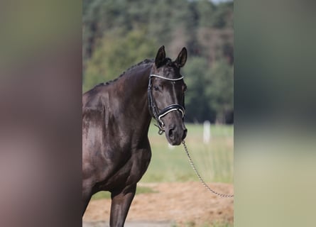 Deutsches Sportpferd, Stute, 4 Jahre, 163 cm, Rappe