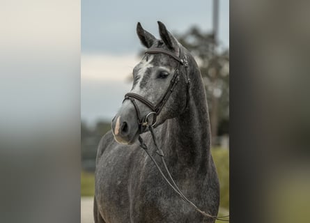 Deutsches Sportpferd, Stute, 4 Jahre, 163 cm, Schimmel