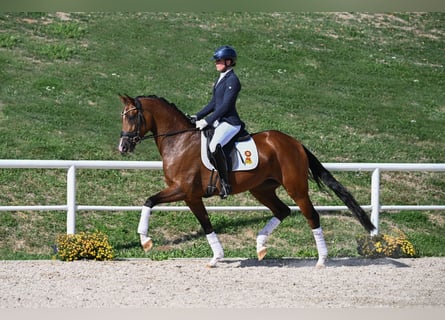 Deutsches Sportpferd, Stute, 4 Jahre, 164 cm, Brauner