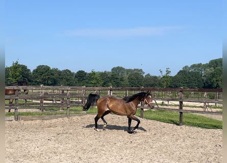 Deutsches Sportpferd, Stute, 4 Jahre, 164 cm, Brauner