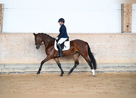 Deutsches Sportpferd, Stute, 4 Jahre, 164 cm, Brauner