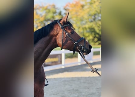 Deutsches Sportpferd, Stute, 4 Jahre, 164 cm, Brauner