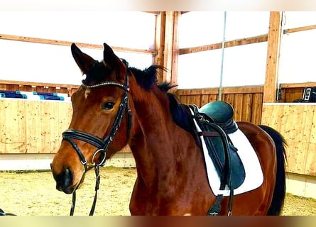 Deutsches Sportpferd, Stute, 4 Jahre, 164 cm, Brauner