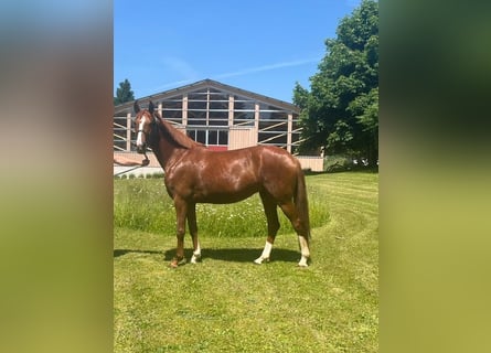 Deutsches Sportpferd, Stute, 4 Jahre, 164 cm, Fuchs