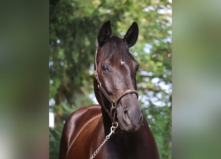 Deutsches Sportpferd, Stute, 4 Jahre, 164 cm, Rappe