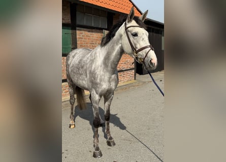 Deutsches Sportpferd, Stute, 4 Jahre, 165 cm, Apfelschimmel