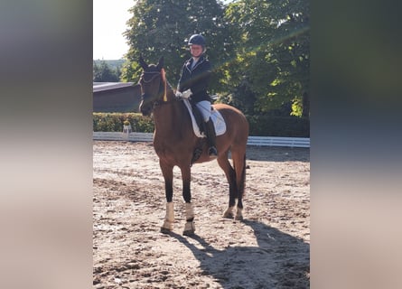 Deutsches Sportpferd, Stute, 4 Jahre, 165 cm, Brauner