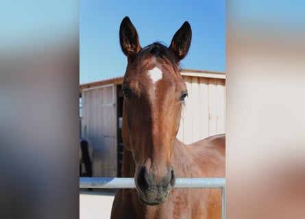 Deutsches Sportpferd, Stute, 4 Jahre, 165 cm, Brauner