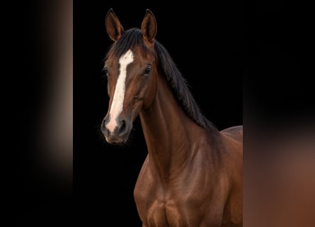 Deutsches Sportpferd, Stute, 4 Jahre, 165 cm, Brauner
