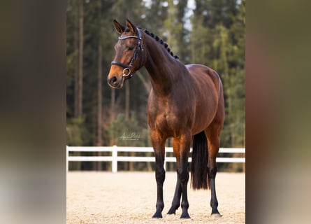 Deutsches Sportpferd, Stute, 4 Jahre, 165 cm, Brauner