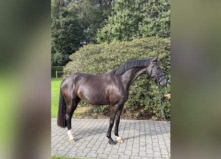 Deutsches Sportpferd, Stute, 4 Jahre, 165 cm, Dunkelbrauner
