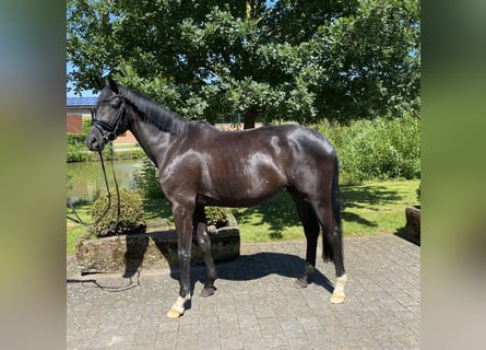 Deutsches Sportpferd, Stute, 4 Jahre, 165 cm, Rappe