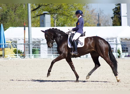Deutsches Sportpferd, Stute, 4 Jahre, 165 cm, Rappe