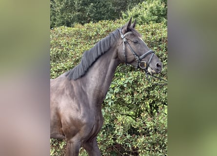 Deutsches Sportpferd, Stute, 4 Jahre, 165 cm, Rappe