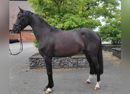 Deutsches Sportpferd, Stute, 4 Jahre, 165 cm, Rappe