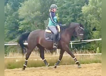 Deutsches Sportpferd, Stute, 4 Jahre, 165 cm, Schwarzbrauner