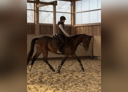 Deutsches Sportpferd, Stute, 4 Jahre, 166 cm, Brauner
