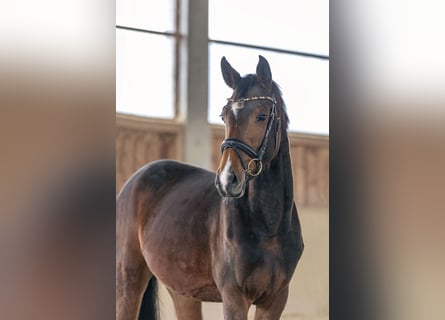 Deutsches Sportpferd, Stute, 4 Jahre, 166 cm, Brauner