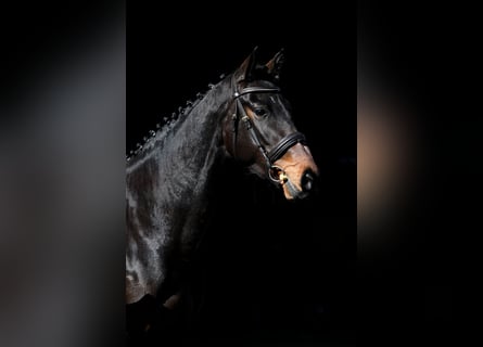 Deutsches Sportpferd, Stute, 4 Jahre, 166 cm, Dunkelbrauner