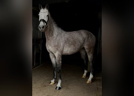 Deutsches Sportpferd, Stute, 4 Jahre, 167 cm, Apfelschimmel