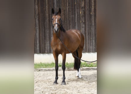 Deutsches Sportpferd, Stute, 4 Jahre, 167 cm, Brauner