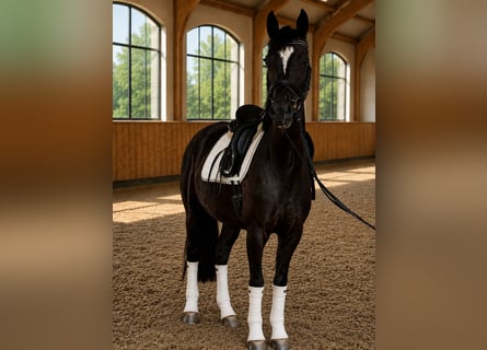 Deutsches Sportpferd, Stute, 4 Jahre, 167 cm, Rappe