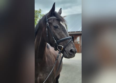 Deutsches Sportpferd, Stute, 4 Jahre, 167 cm, Schwarzbrauner
