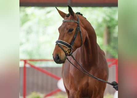 Deutsches Sportpferd, Stute, 4 Jahre, 168 cm, Brauner