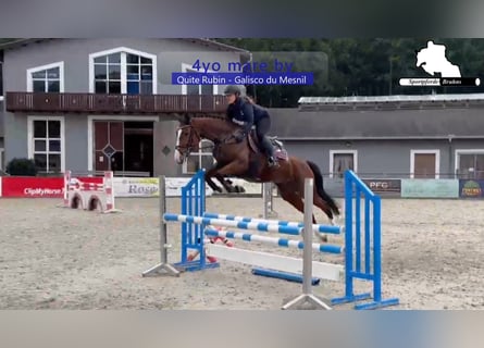 Deutsches Sportpferd, Stute, 4 Jahre, 168 cm, Brauner