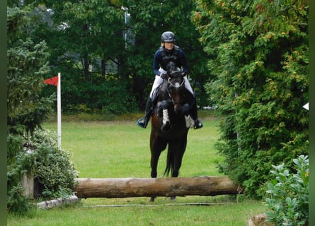 Deutsches Sportpferd, Stute, 4 Jahre, 168 cm, Brauner
