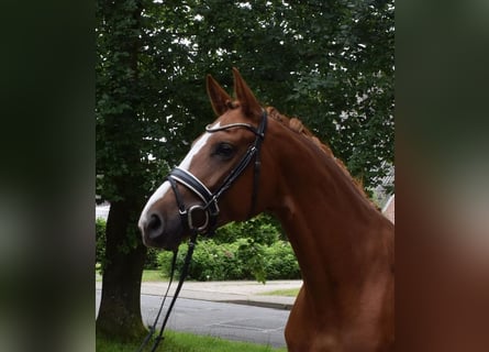 Deutsches Sportpferd, Stute, 4 Jahre, 168 cm, Fuchs