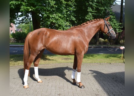 Deutsches Sportpferd, Stute, 4 Jahre, 168 cm, Fuchs