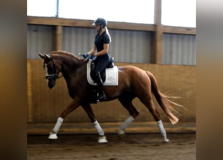 Deutsches Sportpferd, Stute, 4 Jahre, 168 cm, Fuchs