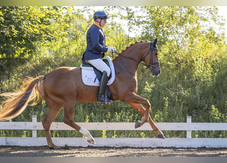 Deutsches Sportpferd, Stute, 4 Jahre, 168 cm, Fuchs