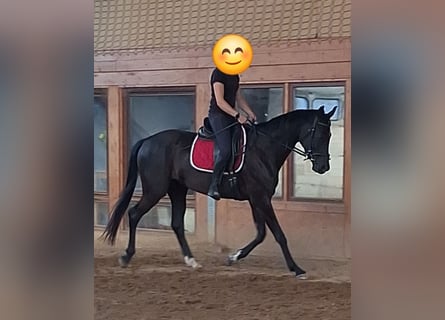 Deutsches Sportpferd, Stute, 4 Jahre, 168 cm, Rappe