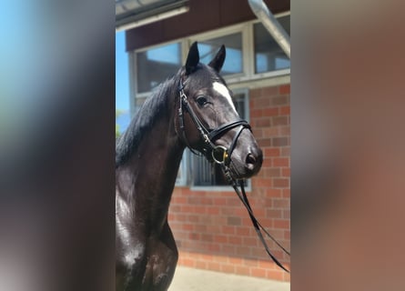Deutsches Sportpferd, Stute, 4 Jahre, 168 cm, Rappe