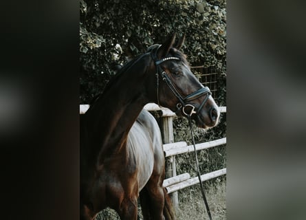 Deutsches Sportpferd, Stute, 4 Jahre, 168 cm, Schwarzbrauner